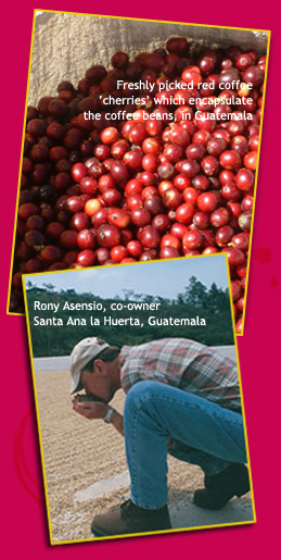 coffee beans image